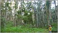 Eukalyptuswald Islas Cies.JPG