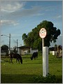 grasende Bueffel und Pferde-ein typisches Bild.JPG