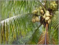 Kokospalmen sieht man ueberall.JPG