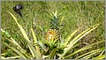 P1110307_so_sieht_ne_Ananaspflanze_aus.JPG